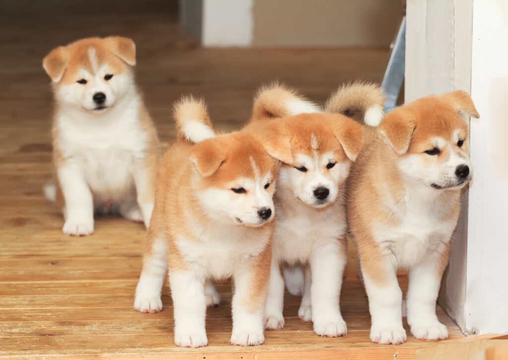 Akita inu – vše co potřebujte vědět.